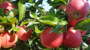 Apples on the branch grown in Ontario, Canada