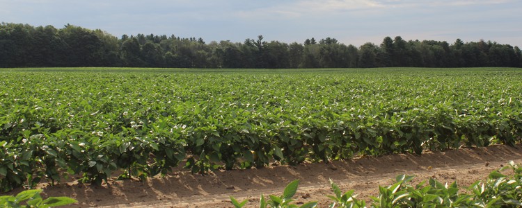 Agriculture Forest, Ontario