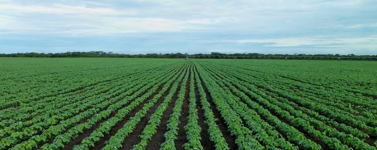 Agriculture Melbourne, Ontario